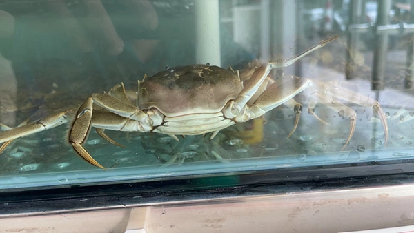 大闸蟹