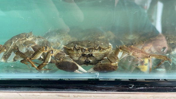 大闸蟹